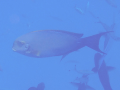 Acanthurus