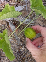 Cucumis
