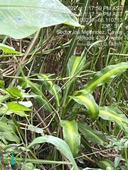 Dracaena fragrans