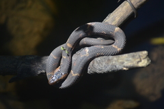 Nerodia fasciata confluens