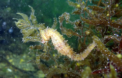Hippocampus whitei