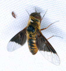 Chrysanthrax cypris