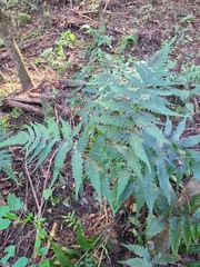 Deparia petersenii