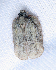 Flataloides scabrosus