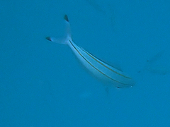 Pterocaesio digramma