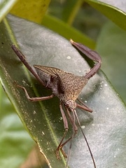 Acanthocephala