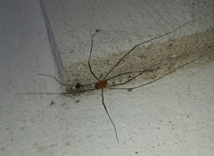 Opiliones
