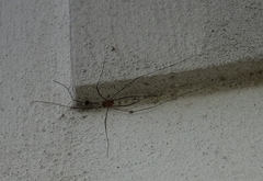 Opiliones