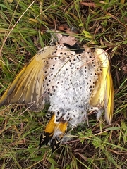 Colaptes auratus luteus