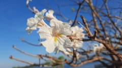 Tabebuia roseoalba