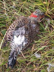 Colaptes auratus luteus