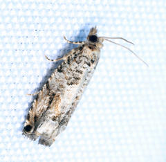 Epinotia
