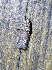 Acrobasis angusella