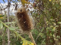 Dipsacus