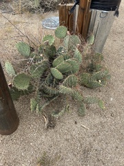 Opuntia gilvescens