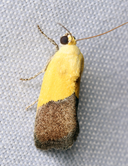Ponometia semiflava