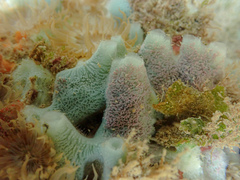 Haliclona caerulea
