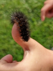 Hypercompe permaculata