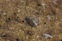 Gnorimosphaeroma oregonense