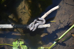 Nerodia fasciata confluens