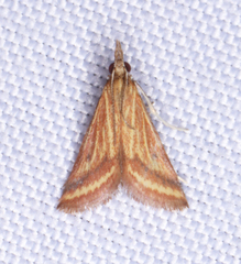 Microtheoris ophionalis