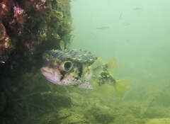 Dicotylichthys punctulatus