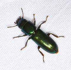 Temnoscheila virescens