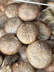 Armillaria gallica