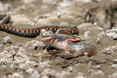 Thamnophis sirtalis concinnus