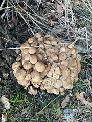 Armillaria gallica