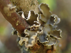 Peltigera collina