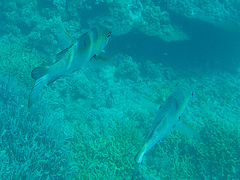 Monotaxis grandoculis