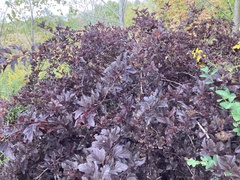 Physocarpus opulifolius