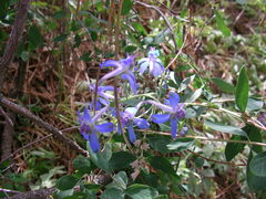 Delphinium nuttallianum