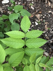 Ungnadia speciosa