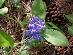 Delphinium nuttallianum
