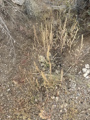 Ambrosia acanthicarpa