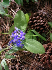 Delphinium nuttallianum