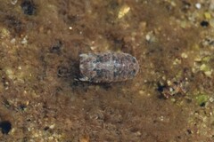 Gnorimosphaeroma oregonense