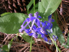 Delphinium nuttallianum