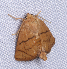 Apoda y-inversa