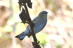 Setophaga coronata auduboni