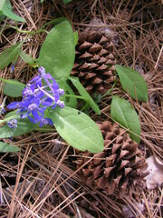 Delphinium nuttallianum