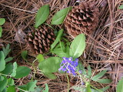 Delphinium nuttallianum