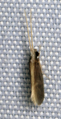 Polycentropodidae