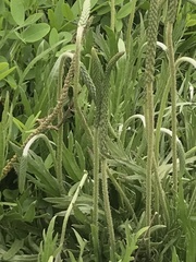 Plantago coronopus