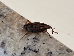 Metamasius hemipterus