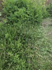 Plantago coronopus