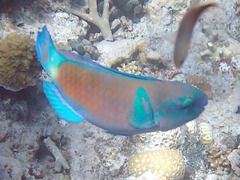 Chlorurus spilurus