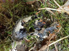 Peltigera membranacea